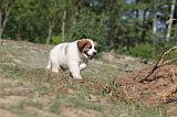 SAINT BERNARD 029